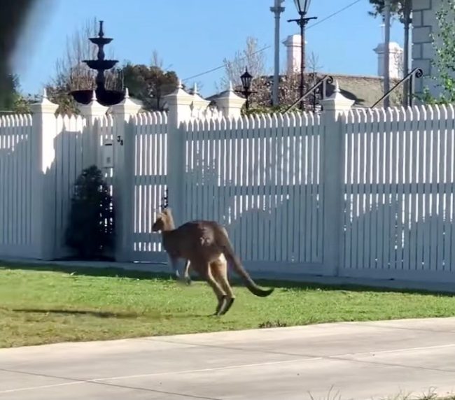 kangaroo 200mm post caps