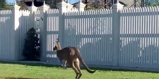 kangaroo 200mm post caps